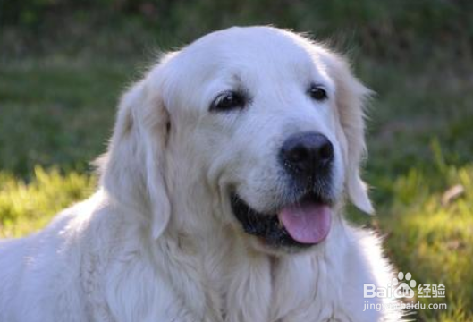 金毛犬怎样训练 重要的一点是有爱心