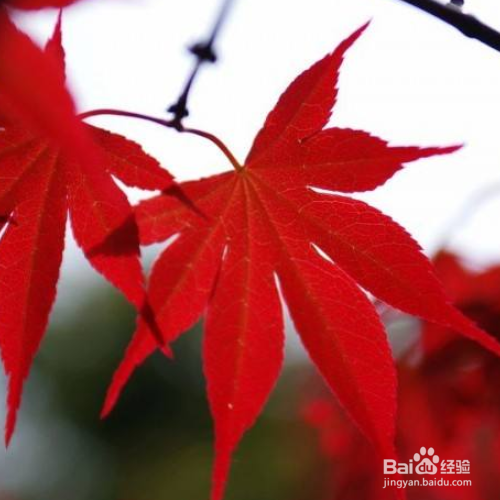 红枫树种子种植方法