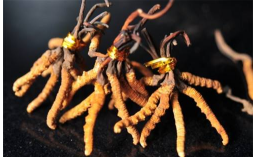 冬虫夏草如何保存