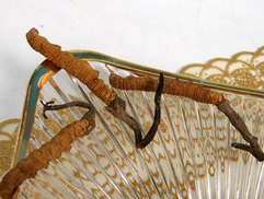 冬虫夏草可以泡水喝吗？