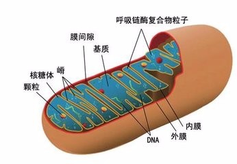 真核细胞的各类细胞器