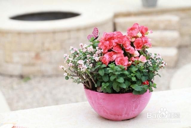 掌握浇水的正确时机，浇花效果好不烂根！