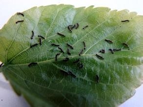 七彩世界蚕宝宝养法指南