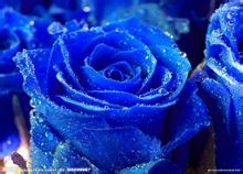 蓝玫瑰-我的最爱