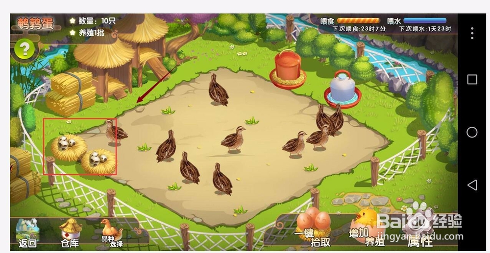 一乙农场签到红包收鹌鹑蛋，给鹌鹑喂食除便喂水