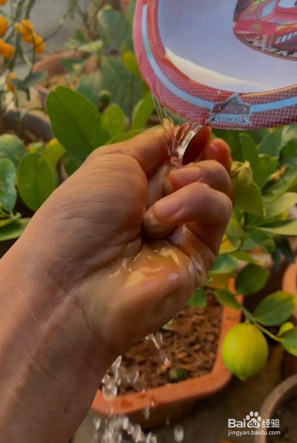 怎么样种植菠萝蜜