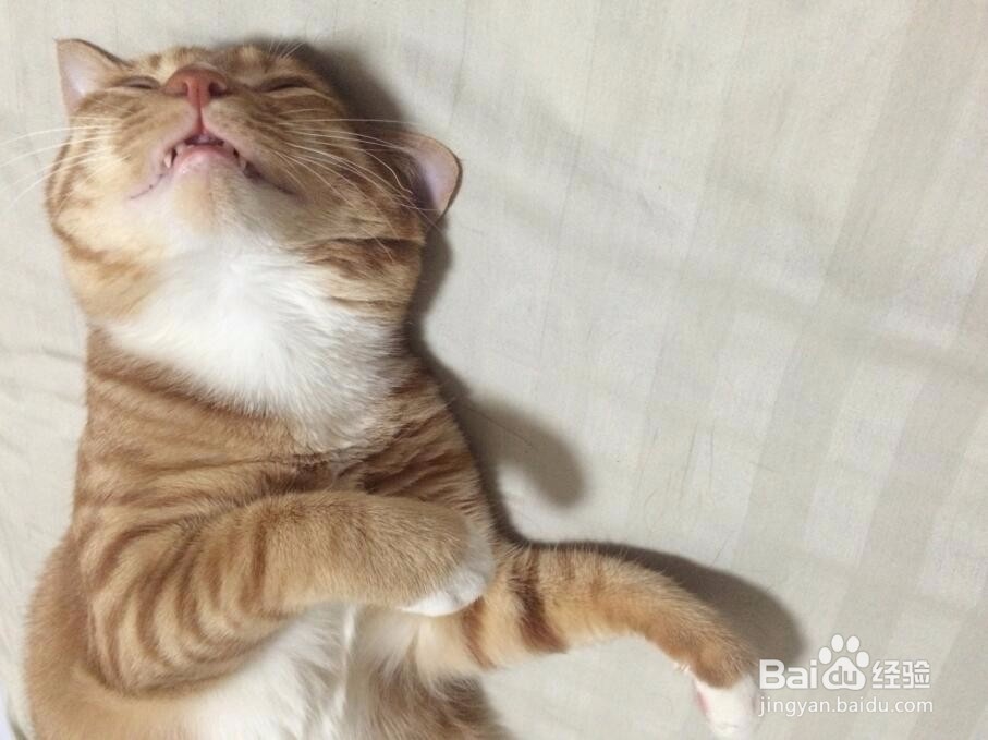 怎么给猫剪指甲?