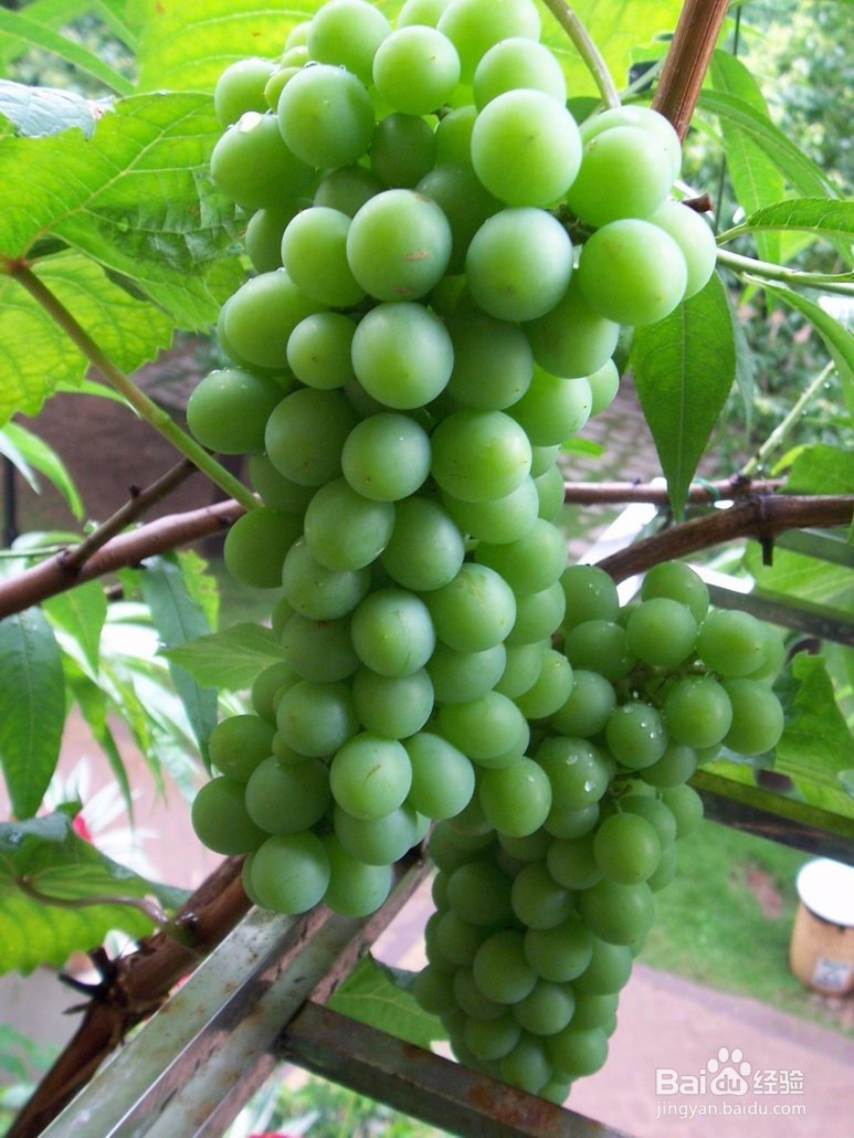 怎么种葡萄好