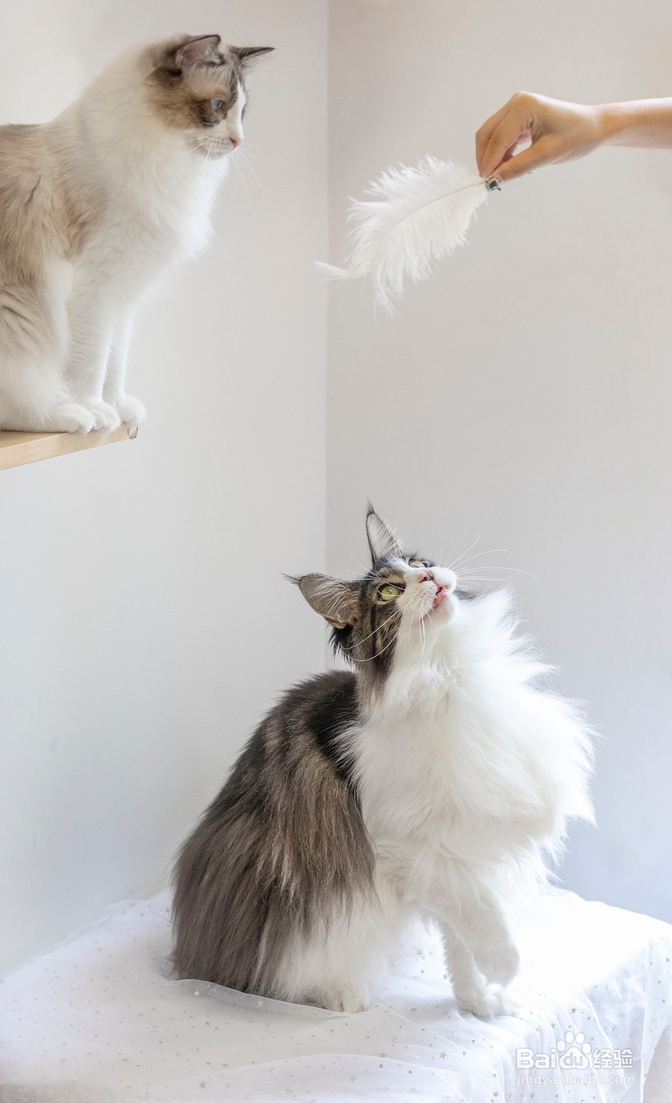 猫咪化毛膏和猫草哪个好