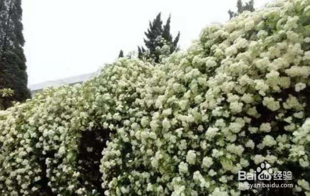 1种花太好养，扔土里就能活，比桂花还香！