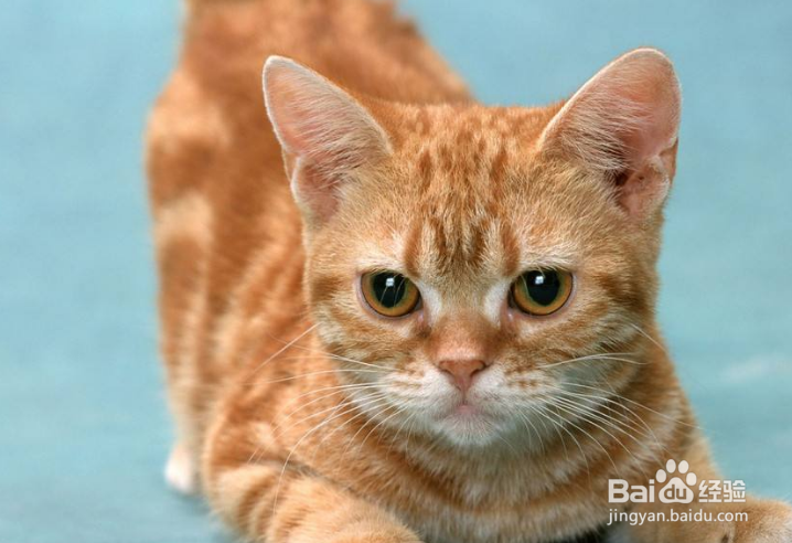捡了一只猫怎么养