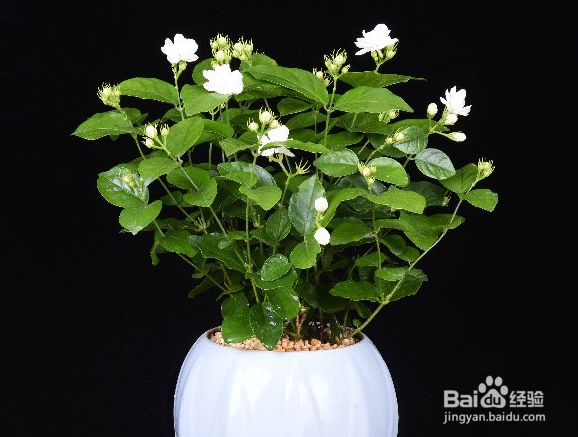 养护茉莉花需要注意哪些方面