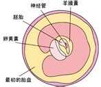 胎儿发育过程图（第二个月）