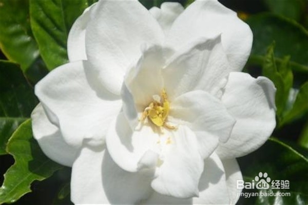 栀子花应该怎么养