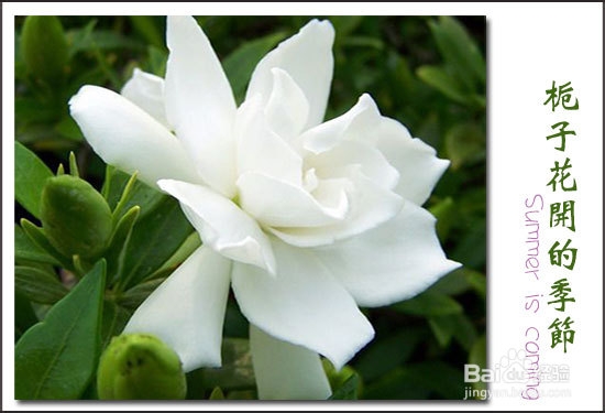 栀子花叶子发黄原因分析