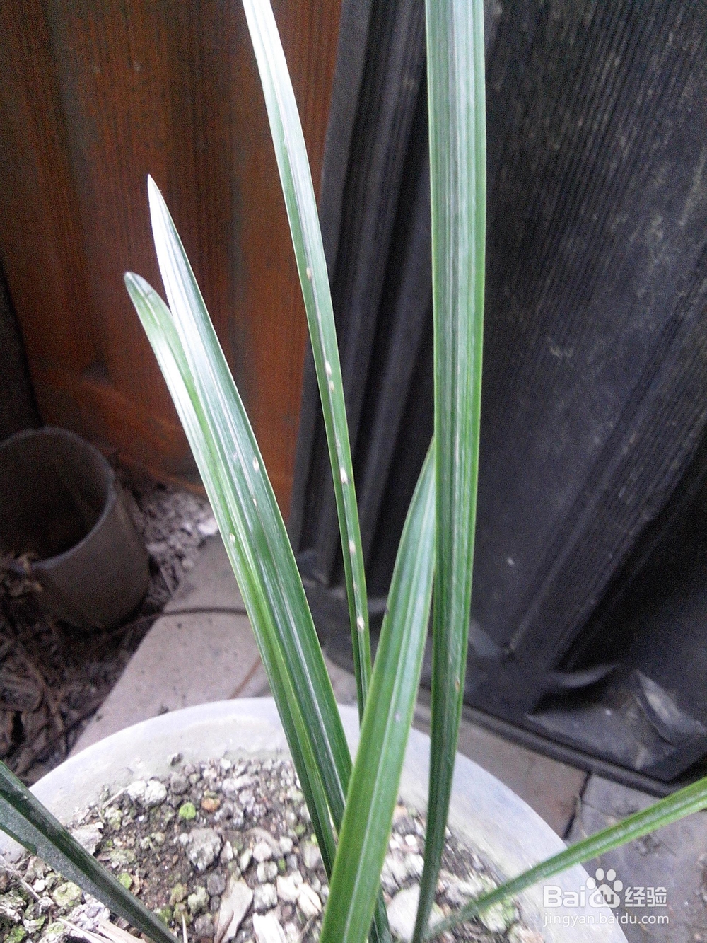 兰花叶上生介壳虫的防治方法