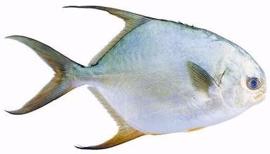 什么食物含锌多