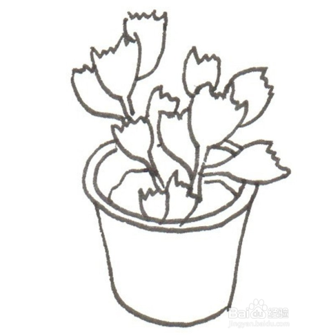 卡通画——熊童子的绘画技巧