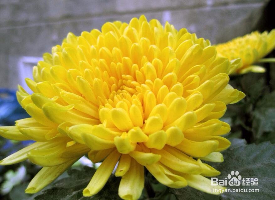 怎样拍好花卉照片 花卉照片怎么拍