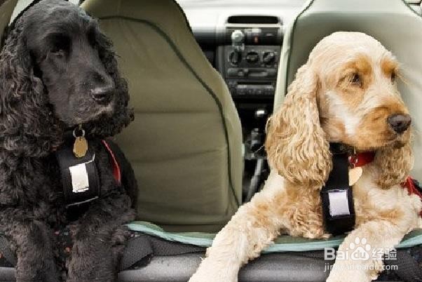 如何去除汽车内饰中的宠物尿渍