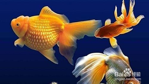 金鱼总是浮在水面上怎么办 百度经验