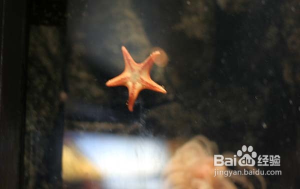 温哥华水族馆:水中舞动的精灵们