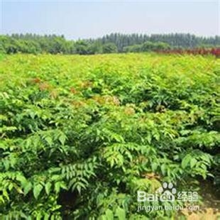 栾树春天栽植需要选择什么样的繁殖方式