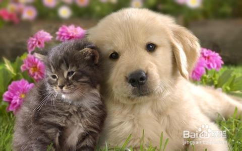 夏季如何预防猫咪中暑