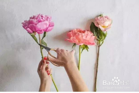 鲜花养护方法
