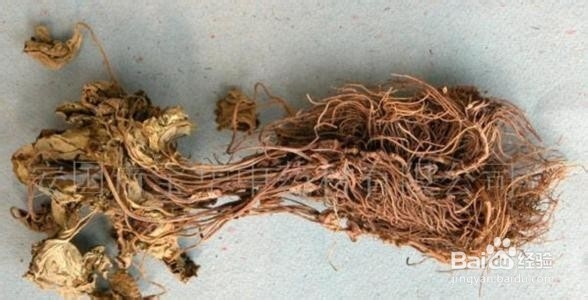 《本经》上品细辛