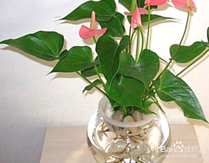 水培花如何增氧?