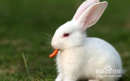 小白兔如何饲养