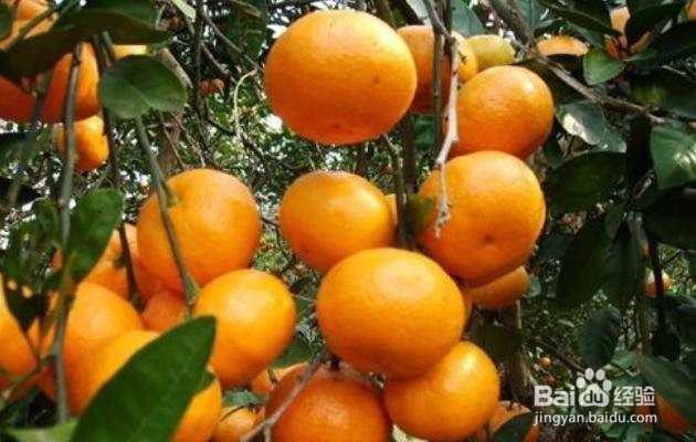 冬季应该吃哪些水果