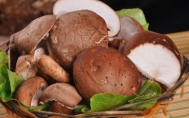 鲜香菇和干香菇,哪种营养更高?