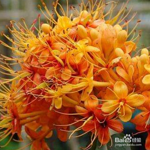 无忧花养殖时需要注意什么？