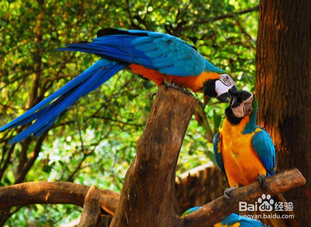 如何让飞走的鹦鹉回来