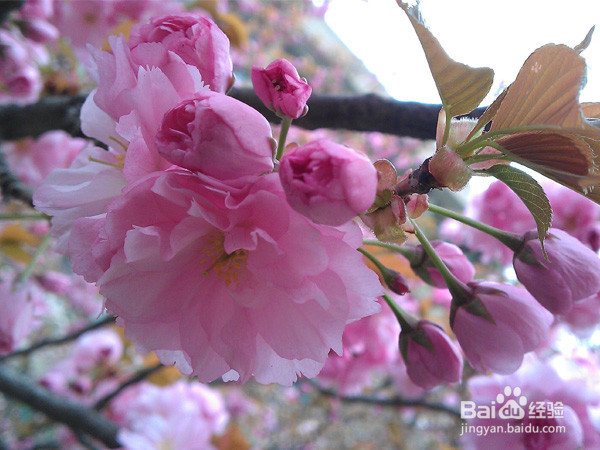 郑州有哪些地方可以赏樱花的？旅游踏青