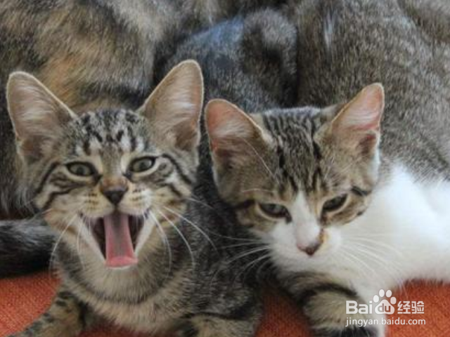 怎么选择购买健康的中国狸花猫？