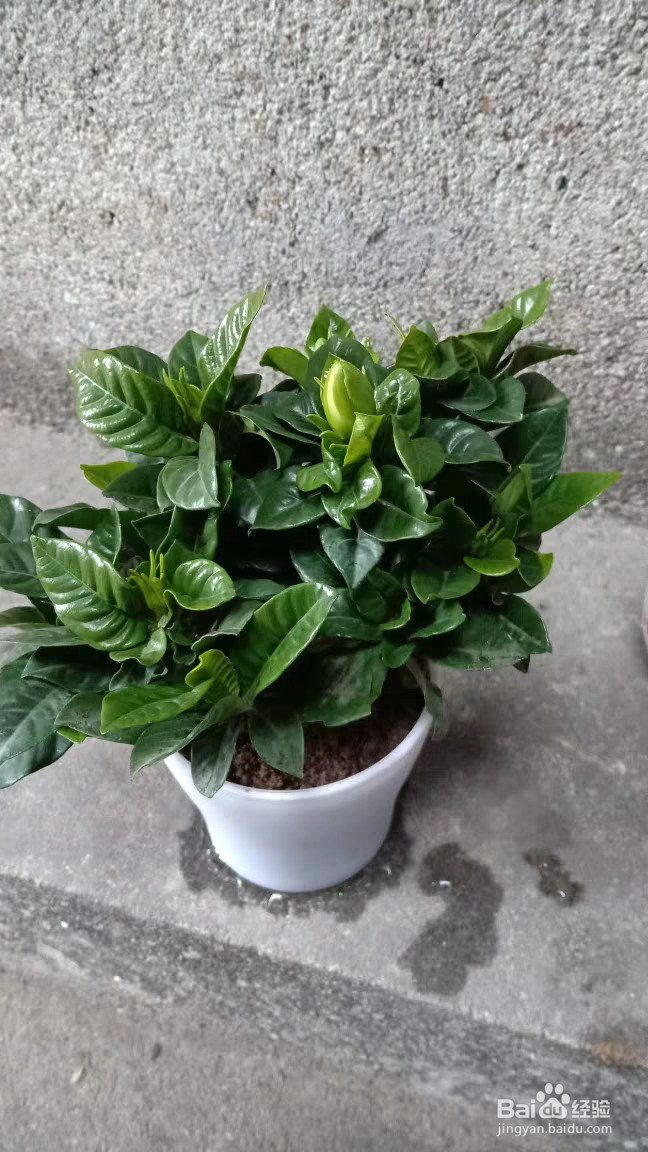 栀子花该如何养殖