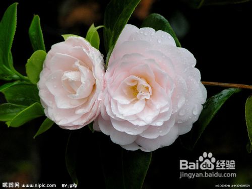 利用油茶树嫁接茶花