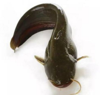 0--1岁宝宝辅食黑名单!