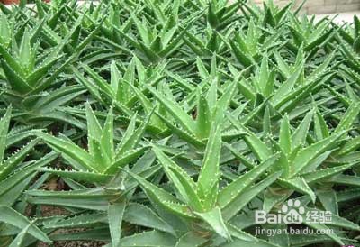 美容养颜的黄金食物