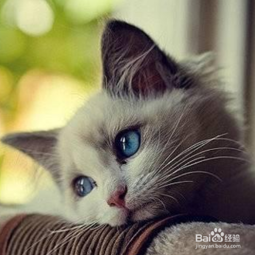 如何让猫咪放心地住院