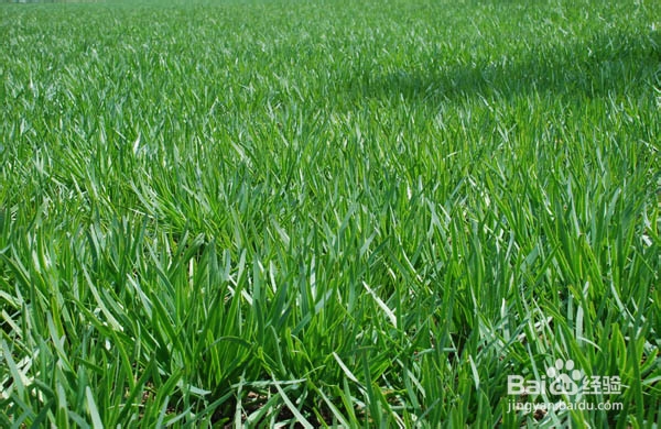 男性壮阳方法之韭菜壮阳