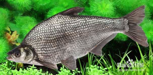 哪些食物可以增强人的记忆力