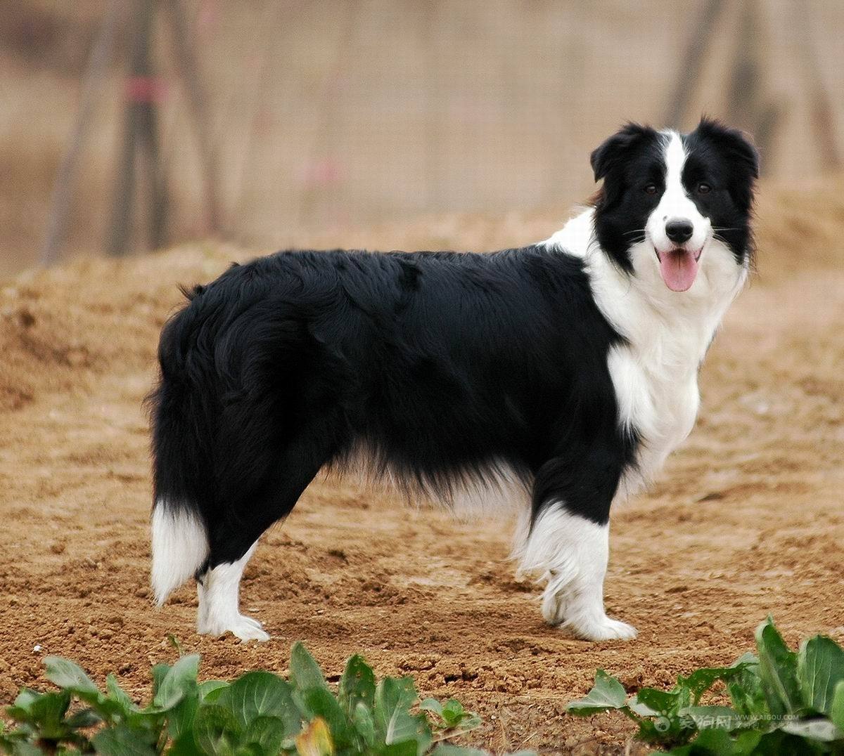 边牧多大算成犬