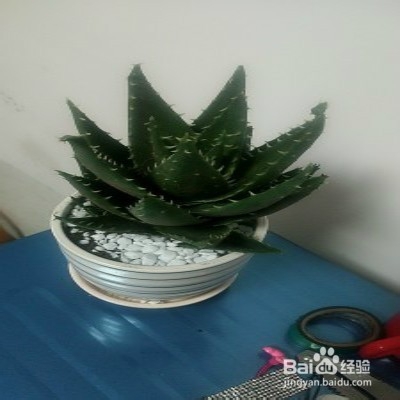 怎样养护芦荟