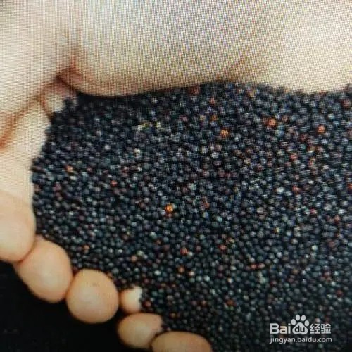 种香菜,种子怎么处理