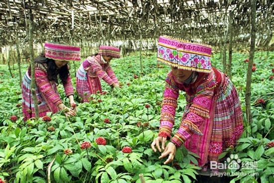 普者黑坝美旅游攻略