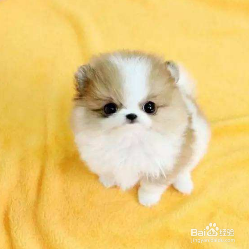 茶杯犬怎么养